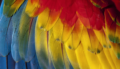 Buntes Vogel-Gefieder